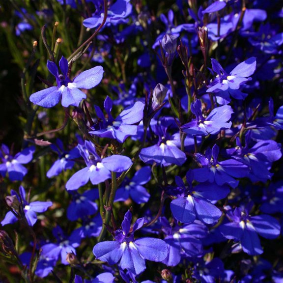 Lobelia Flower Garden Seeds - Sapphire - 1000 Seeds - Trailing, Annual Flower Gardening Seed - Lobelia erinus