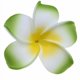thumbnail image 1 of Pinzas para el cabello Plumeria para mujeres y niñas, 1 of 4