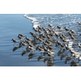 thumbnail image 2 of Hellmann, Stan 14x11 White Modern Wood Framed Museum Art Print Titled - Sandpipers at Kalaloch, 2 of 4