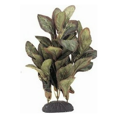 Lobelia Silk Plant 8 In