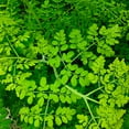 thumbnail image 4 of Brighter Blooms - Moringa Tree, 5-6 ft. - No Shipping To AK, AZ, HI, 4 of 6