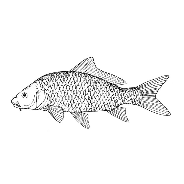 Fish: Carp. /Ncyprinus Carpo. Line Engraving, 19Th Century. Poster