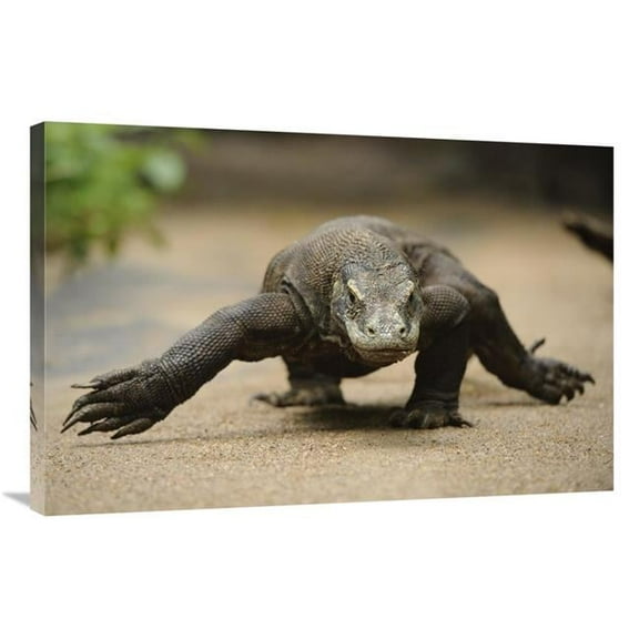 24 x 36 in. Komodo Dragon Walking, Nusa Tenggara, Indonesia Art Print - Chien Lee