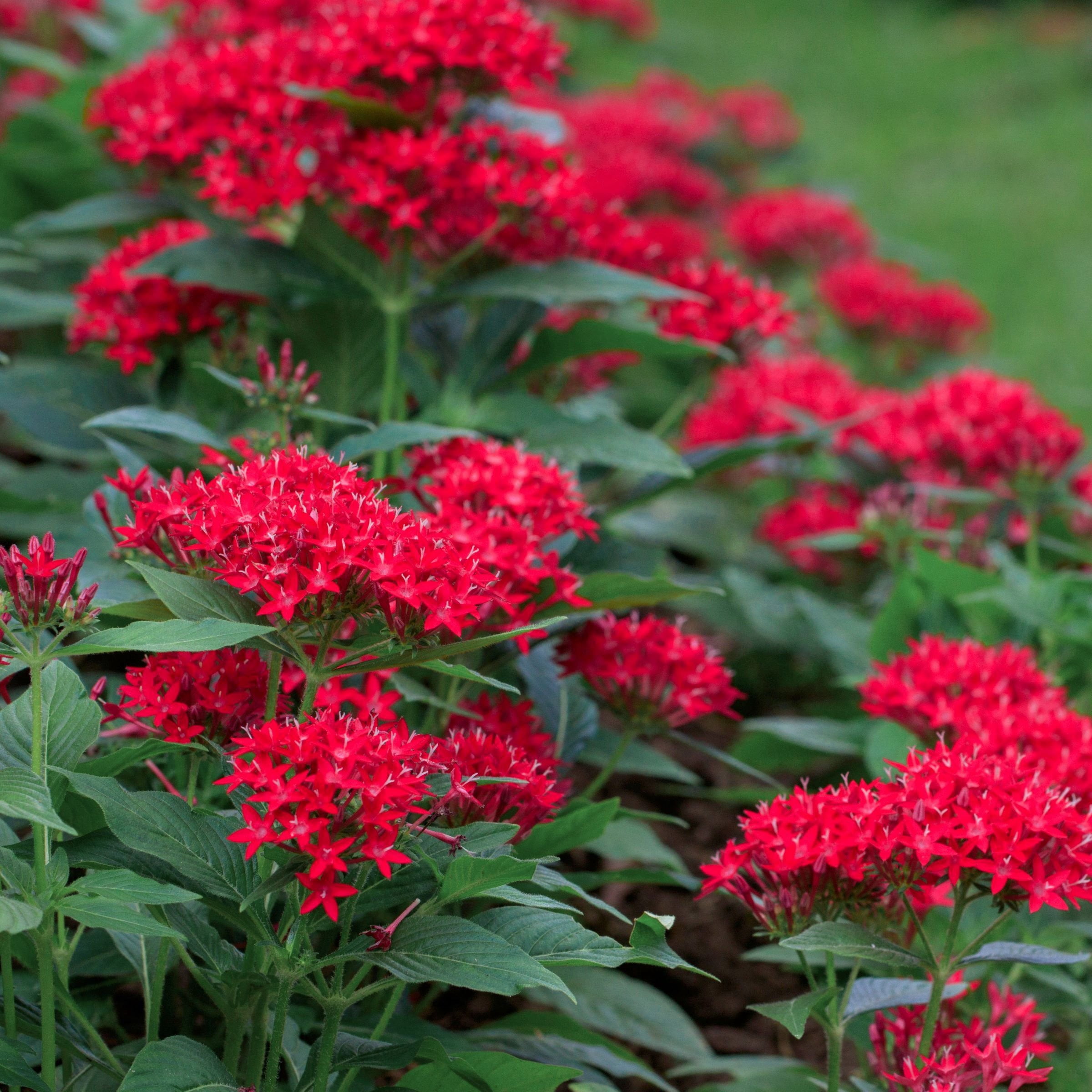 Live Annual 4" Pentas 'Lucky Star Red' (3-Pack) with Full Sunlight