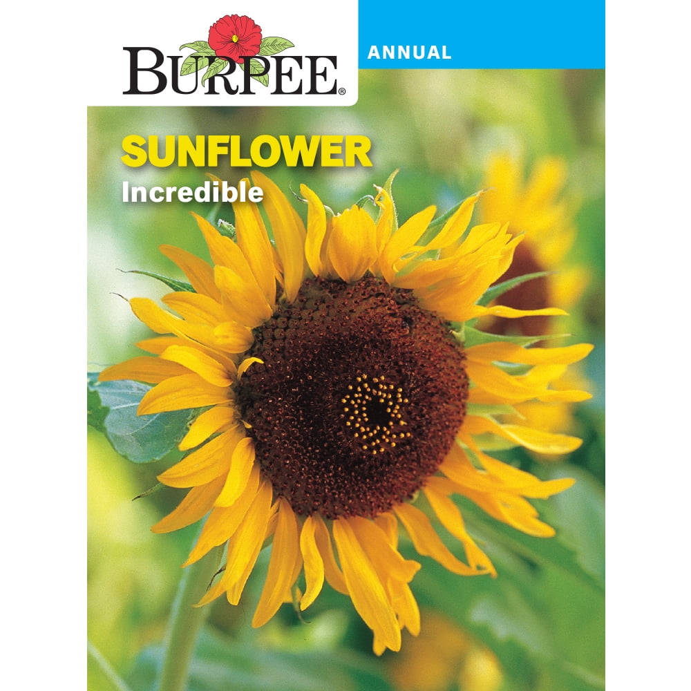 Burpee Incredible Sunflower Flower Seed, 1pack