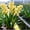 D, variant on Variegated Cymbidium, Hardy Perennial Fragrant Garden Decor for Plant Hangers & Indoor Low Maintenance