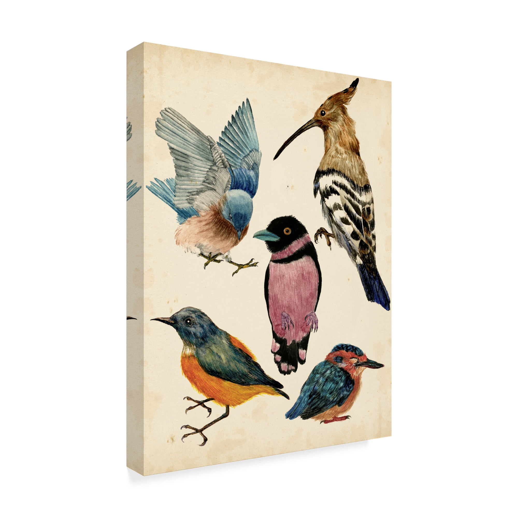 Trademark Fine Art 'Bird Collection I' Canvas Art by Melissa Wang