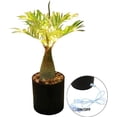thumbnail image 2 of Lampara De Noche Tipo Palmera Con Luz Led Y Piedras Decorativas, 2 of 5