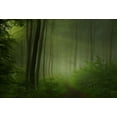 thumbnail image 2 of Maier, Norbert 14x11 White Modern Wood Framed Museum Art Print Titled - forest morning, 2 of 4