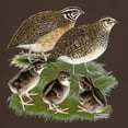 thumbnail image 3 of CafePress - Coturnix Quail Family Dark T Shirt - Men's Classic Graphic Cotton T-Shirt, 3 of 4