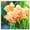E, variant on Canna, Low Maintenance - Easy Grow - Ideal for Beds Borders, Plant Pots & Planters