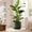 Forest Green, variant on Ceramic Plant Pots Set of 2, 10 & 12 Inch Indoor Planters with Drainage Holes and Saucers, Durable Stylish Forest Green Flower Pots for Home Decor