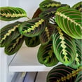 thumbnail image 4 of Maranta Red Prayer, 4 of 10