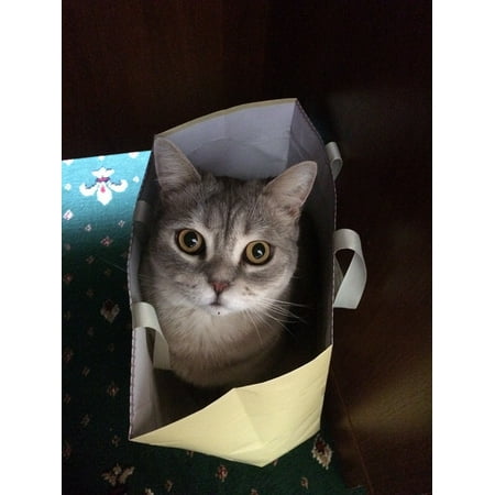 - Framed Art For Your Wall Cat In The Bag Cat 10x13 Frame