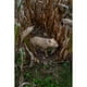 Rinehart 43711 Poids Léger Réaliste Bois Coyote Cible Pratique – image 2 sur 2