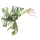 thumbnail image 5 of Planta artificial Monstera resistente al desgaste para el hogar, decorativa, de imitación, para el hogar, 5 of 8