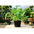 thumbnail image 2 of Blue Star Fern - 5 Live Plants in 6 Inch Pots - Phlebodium Aureum - Rare and Exotic Ferns from Florida, 2 of 5