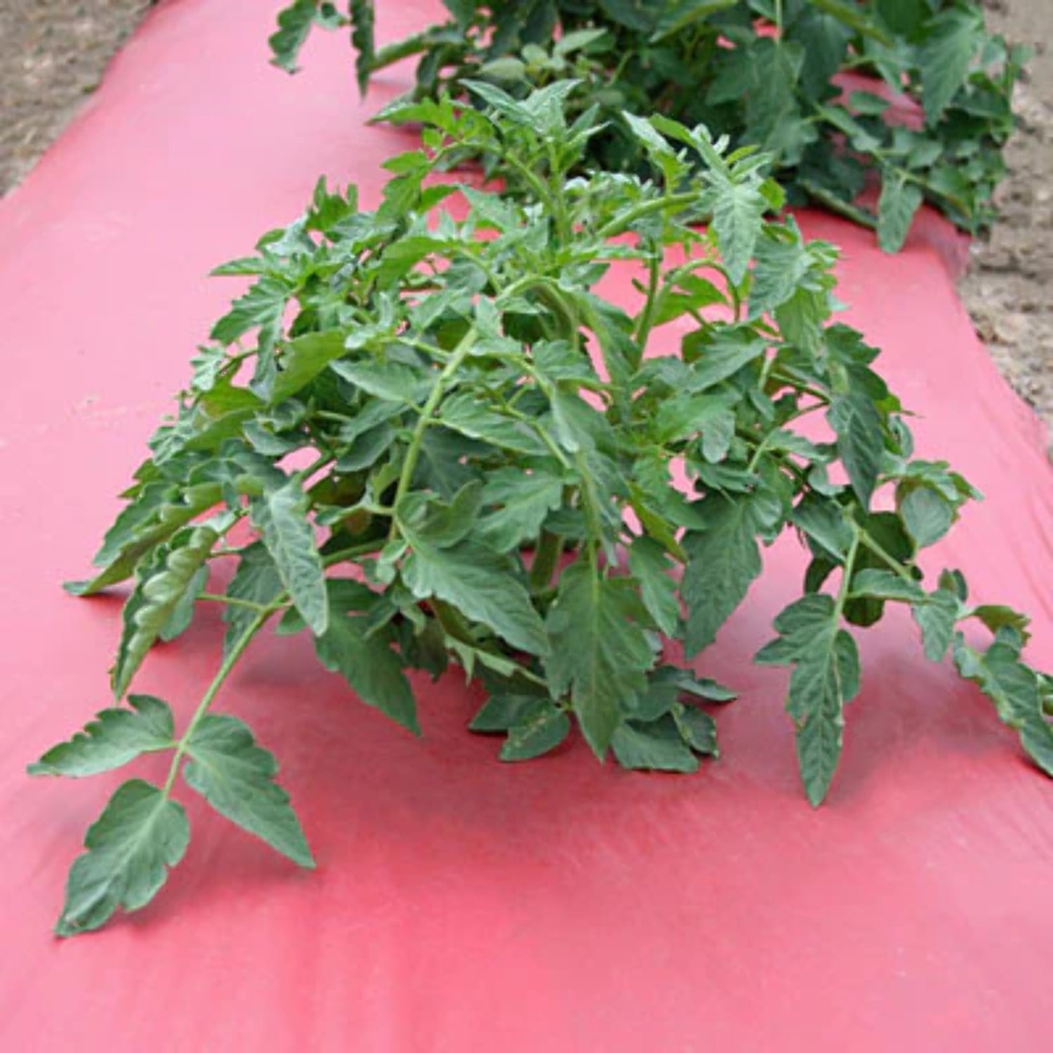 Red Plastic Mulch 4' x 2400'