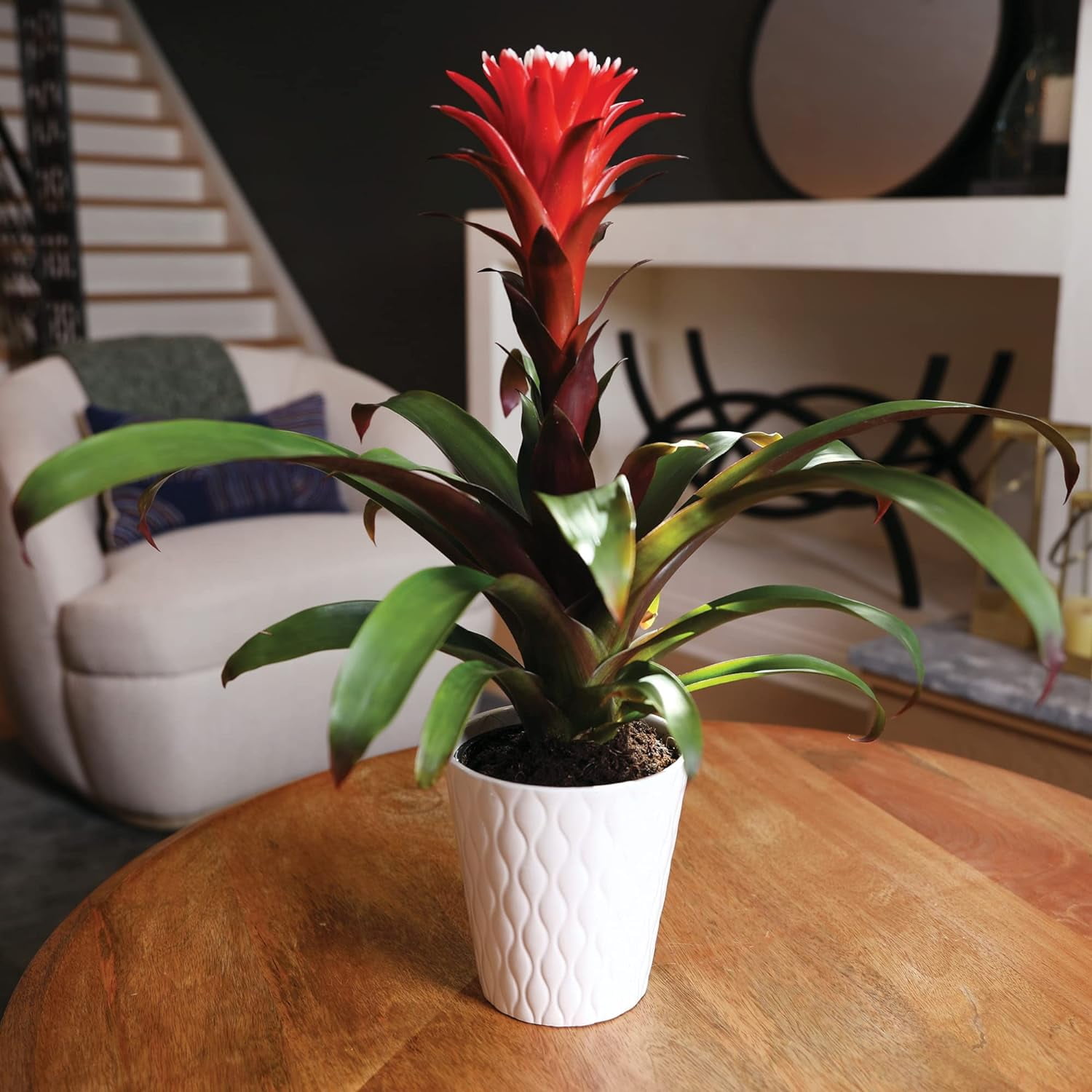 Just Add Ice 15" Tall Red Guzmania Hope Bromeliad Live Plant in 5" Moss Topped White Ceramic Pot, House Plant
