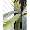thumbnail image 3 of Artificial Antler Fern on Solid Wood Base, 3 of 7