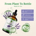 thumbnail image 2 of SVA Lavender Essential Oil – 4 Fl Oz – 100% Natural Lavender Oil - for Diffuser, Hair Care, Face, Skin Care, Aromatherapy, Scalp and Body Massage, Soap and Candle Making – with Dropper, 2 of 8