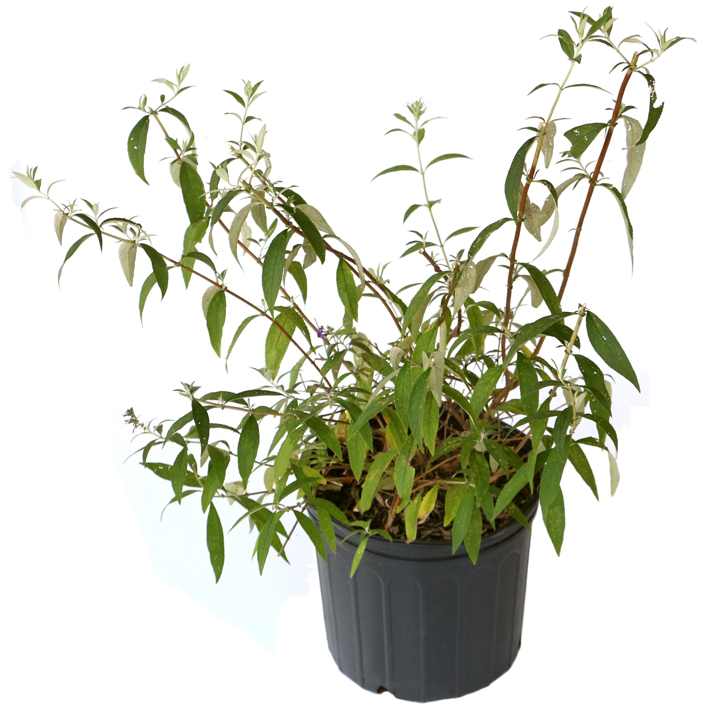 3 gal. Buddleia Honeycomb Live Shrub Conditions Full Sun with Yellow Flowers