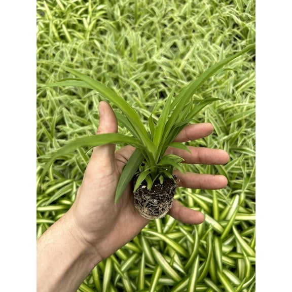 AugustBreezeFarm Green Ocean Spider Live Plants (4 Count), Starter Plants