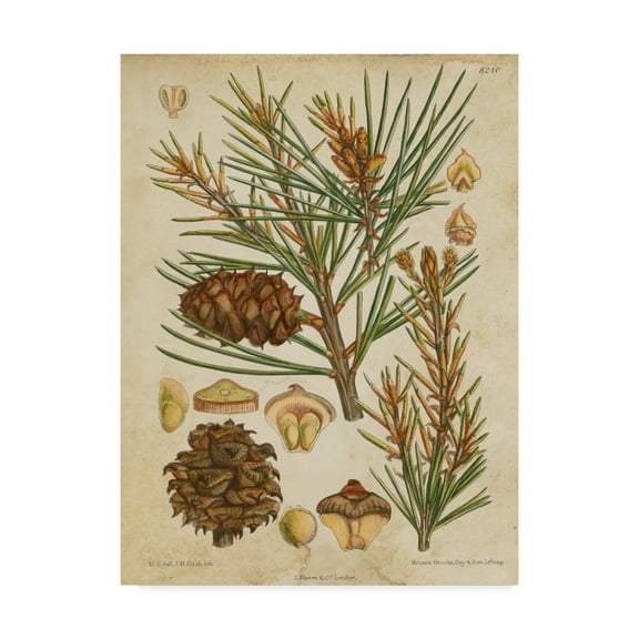Trademark Fine Art 'Vintage Conifers II' Canvas Art by Vision Studio