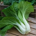 Seeds4planting Seeds Chinese DHF10 Cabbage Bok Choy Heirloom