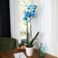 thumbnail image 3 of Just Add Ice 16-30" Watercolor Blue Premium Orchid Live Plant in 5" White Ceramic Pot, House Plant, 3 of 7