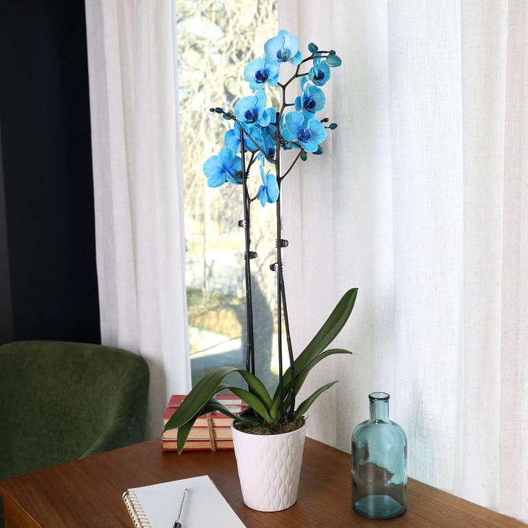 Just Add Ice Premium Orchid (Phalaenopsis) Watercolor Blue Plant in 5 in. White Ceramic Pottery