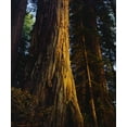 thumbnail image 2 of Talbot Frank, Christopher 26x30 White Modern Wood Framed Museum Art Print Titled - CA, Redwoods Old-growth Redwood tree at Sunset, 2 of 4