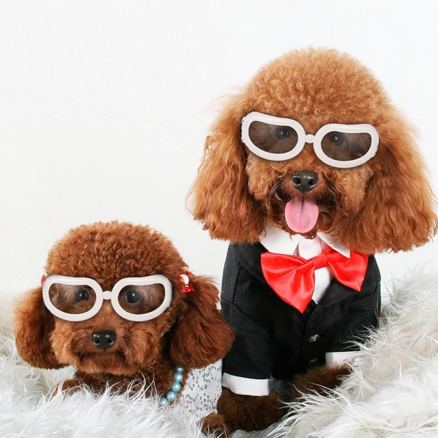 Nuevo Gafas de Mascota Pequeñas Gafas de Sol para Perros Anti-Niebla Anti-viento Gafas Protecto MABOTO Gafas de protección