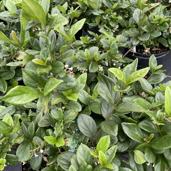 Viburnum Suspensum | 1 Extra Large 3 Gallon Plant | Viburnum Suspensum | Evergreen Shrub, Privacy Hedge, Fast-Growing Screen, Dense Foliage, Low Maintenance, Year-Round Interest, Landscape Plant