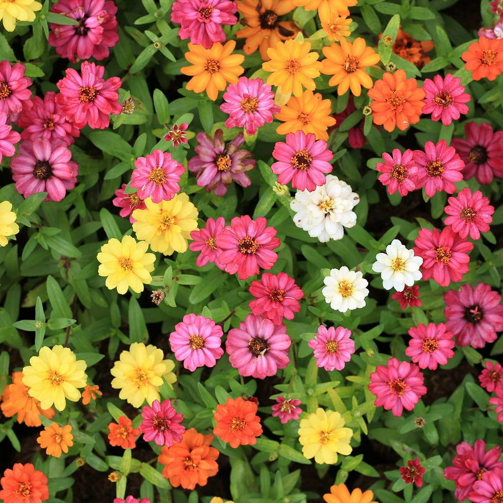 Zinnia Flower Garden Seeds Profusion Series Mix 100 Seeds