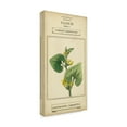 thumbnail image 2 of Trademark Fine Art 'Linnaean Botany V' Canvas Art by Vision Studio, 2 of 4
