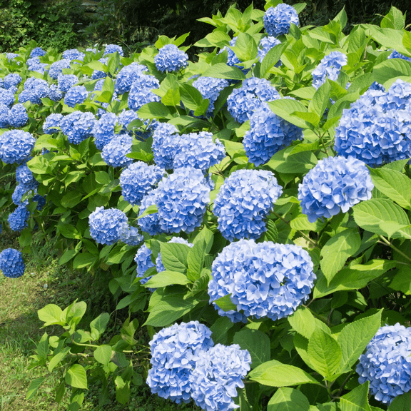 Blue Hydrangea Dormant Live Plants,  from 8 to 10 Inches Tall in Quart Pot for Zones 6 - 9