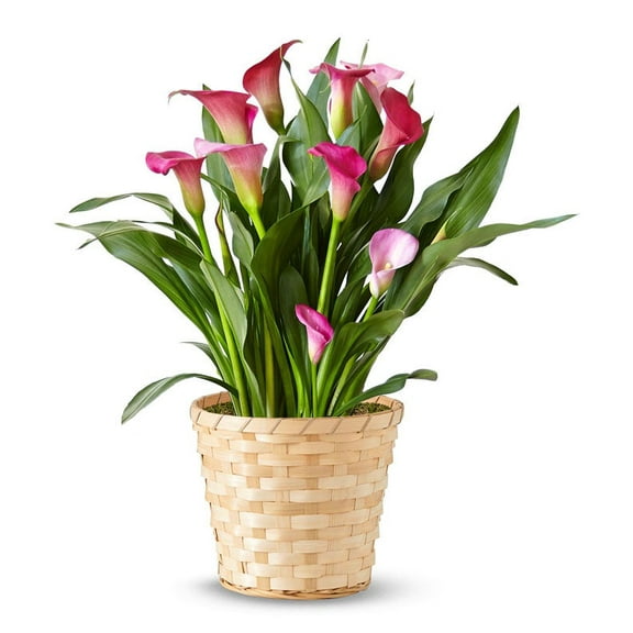 From You Flowers - Pink Calla Lily Potted Plant for Birthday, Anniversary, Get Well, Congratulations, Thank You, All Occasions