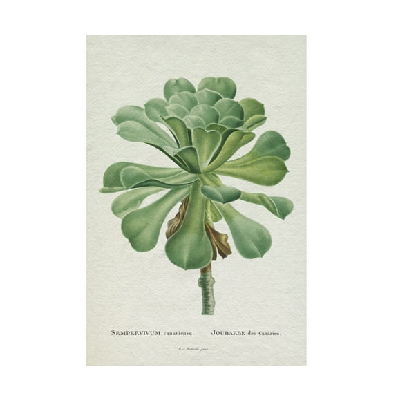 Trademark Fine Art Pierre Redoute  Redoute Succulent V Canvas Wall Art
