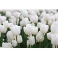 thumbnail image 2 of Pre-Chilled Pure White Tulip Bulbs for Forcing Indoors - Easy to Grow - Grow in Water or Dirt Indoors or Plant Outdoors - Prechilled Indoor Bulbs (10 Bulbs), 2 of 5