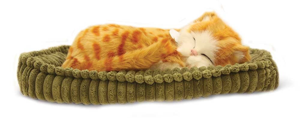 perfect petzzz orange tabby