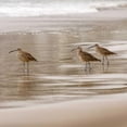thumbnail image 3 of Delimont, Danita 15x15 Black Modern Framed Museum Art Print Titled - Shore Birds I, 3 of 5