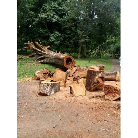 Timber Frame Builders - Framed Art For Your Wall Wood Logging Trunk Wooden Log Timber Tree Cut 10x13 Frame