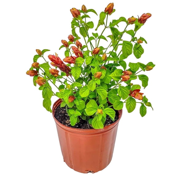 10-Inch Shrimp Bush – Unique Tropical Flowering Plant with Bright Bracts, Attracts Hummingbirds, Great for Containers or Garden Borders