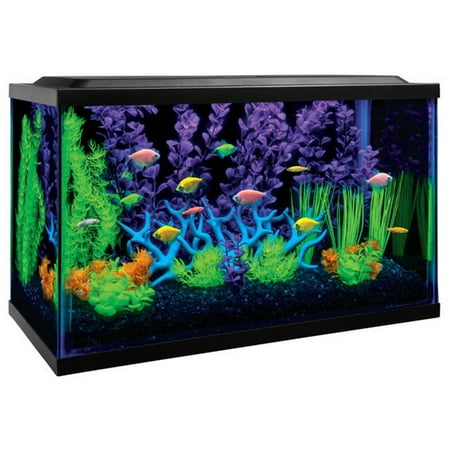 GloFish 10-Gallon Aquarium Kit With Filter, Conditioner and Fish (Best Tropical Fish For 10 Gallon Tank)