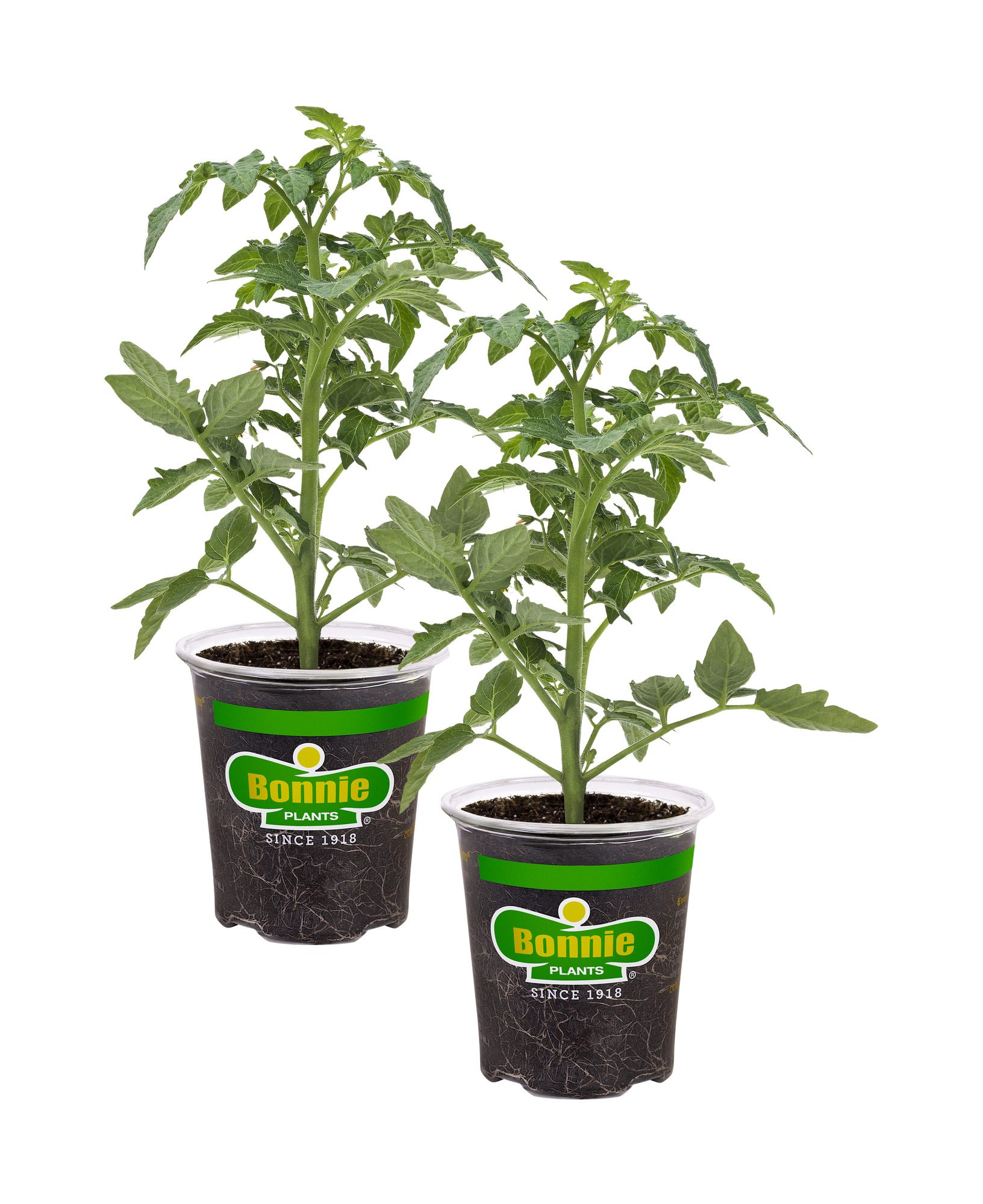 Bonnie Plants Better Bush Tomato, 19.3 oz., 2-Pack, Live Plants