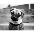 thumbnail image 3 of Levin, Kim 14x12 Black Modern Framed Museum Art Print Titled - Cleo, 3 of 5