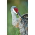 thumbnail image 2 of Morris, Arthur 16x24 White Modern Wood Framed Museum Art Print Titled - FL Sandhill crane preening its feathers, 2 of 4