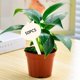 thumbnail image 3 of Paquete de 50 Etiquetas Zulema para Plantas Hierbas Suculentas en Forma de T, 3 of 8