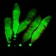 thumbnail image 5 of Naiovety Topwater Squid Jigs Glow Wood Camarón Pesca Señuelo Acero de alto carbono Reutilizable Cebo resistente al desgaste Simulación Animal Agua Pescar Rojo Naiovety OD024170-01, 5 of 6
